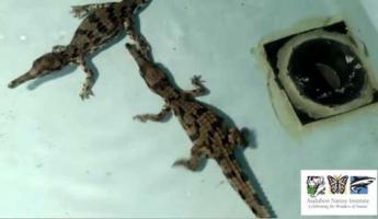 ARE FALSE GHARIALS DANGEROUS visual data 4