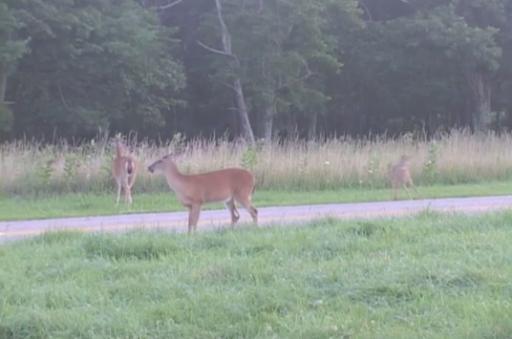 Deer by the side of the road