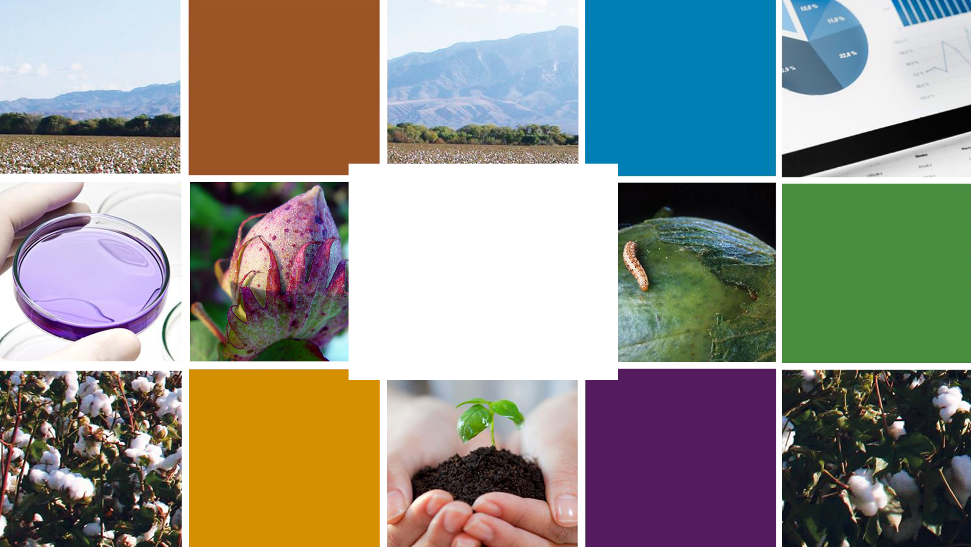 Sustainability Cotton