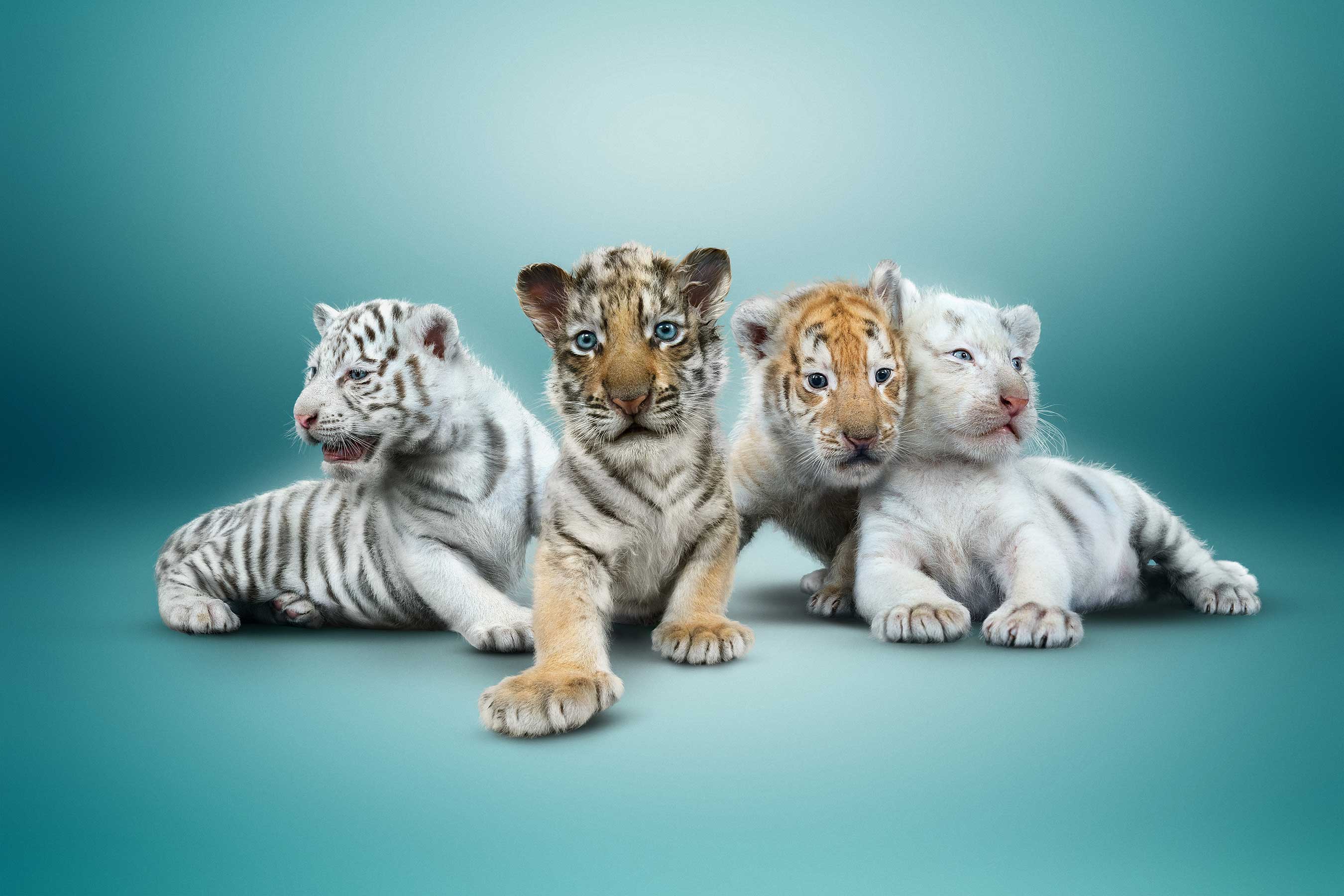 Названия видов тигров. Золотой тигр альбинос. Много тигрят. Тигр с тигренком. Тигрица с тигрятами.