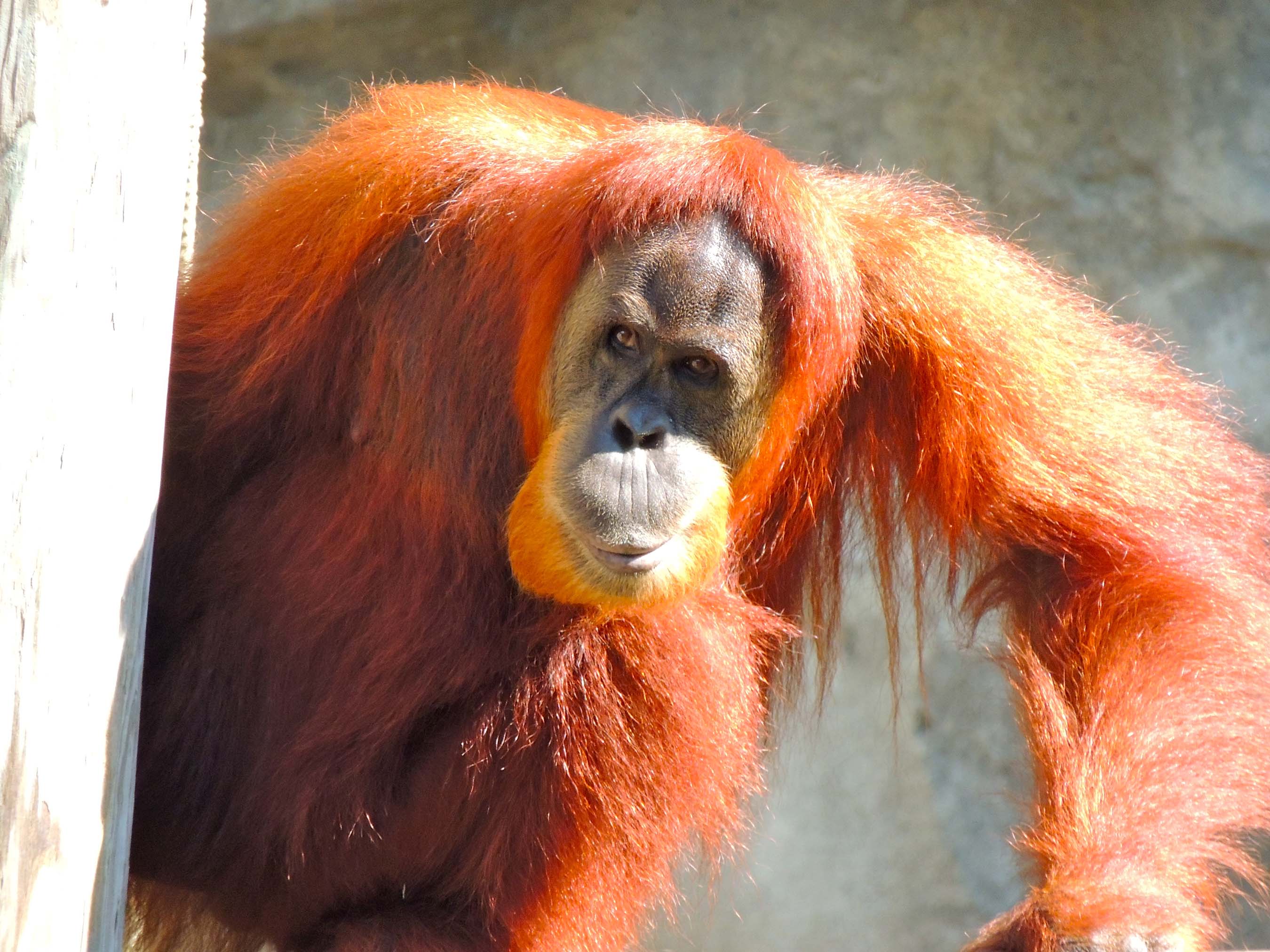 New Orangutan  Habitat Debuts at Audubon Zoo  in New Orleans