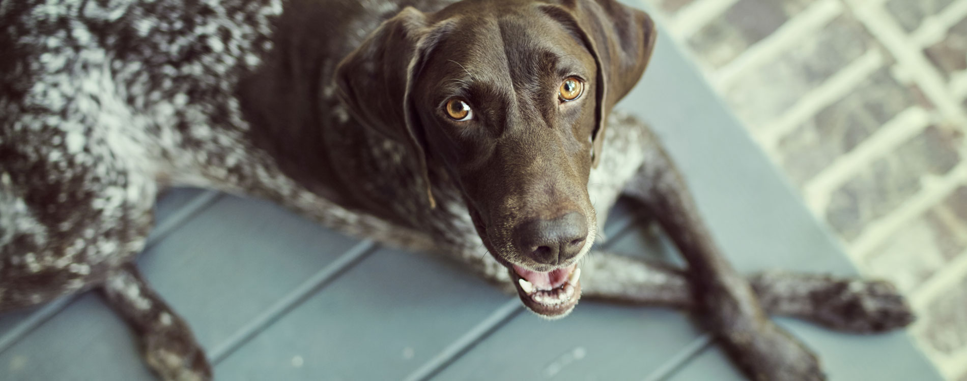 Why Every Girl and Her Dog Deserves a One-of-a-Kind Name Combo
