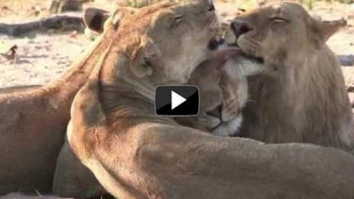 Lions are roaring back to Audubon Zoo!