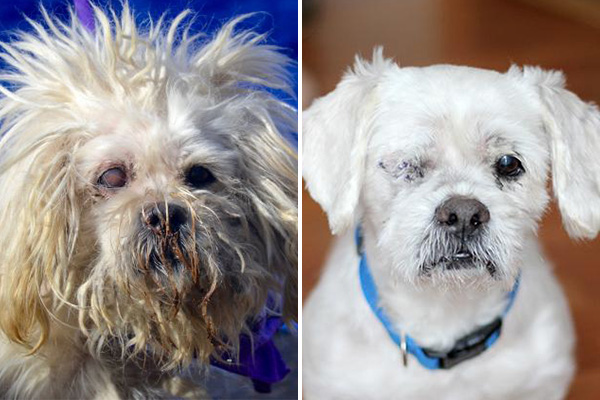 Andy was 12-years-old when he was saved from a kill shelter at the last minute. After a grooming and medical attention he had a new lease on life, and his soon-to-be mom knew she wanted him the minute she saw his picture.