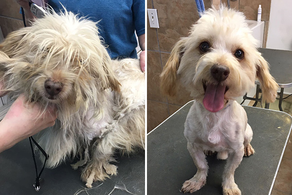 Luigi was an owner surrender who had spent much of his life left in a yard to suffer in the heat. After some grooming and TLC, he's finally comfortable in his own skin and in a new home.