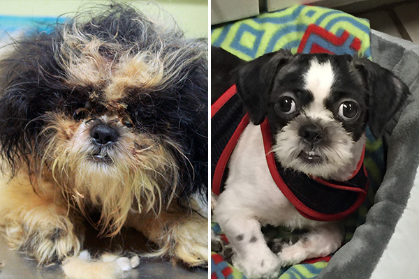 Phoenix was found in a local park and was in terrible shape, with fleas visibly crawling on his matted fur. He cleaned up well, however, and found his forever home.