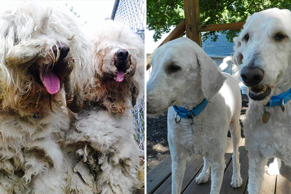 Teddy and Freddy were neglected and living in a basement for the first five years of their lives before being rescued. They couldn't bend their legs due to the extreme matting of their fur. After a good grooming, they found a family and are now living the good life.