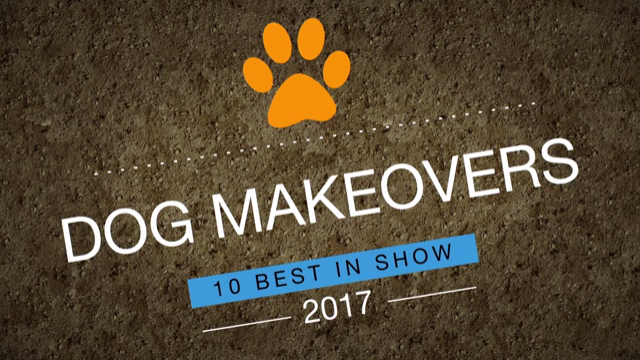 Best Shelter Dog Makeovers in America