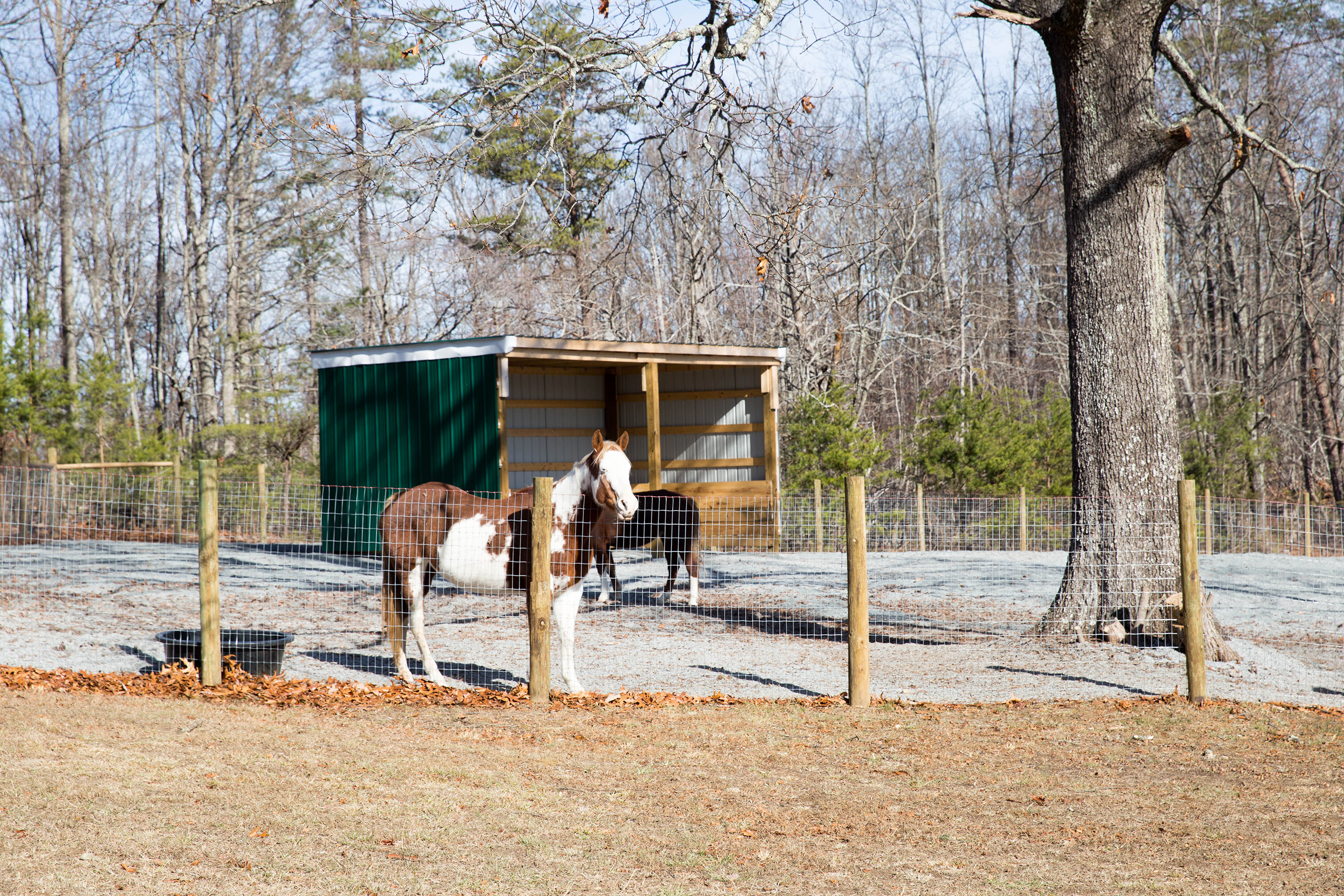 Blazing Hope Ranch uses horses rescued from poor or abusive conditions as part of their therapy program.