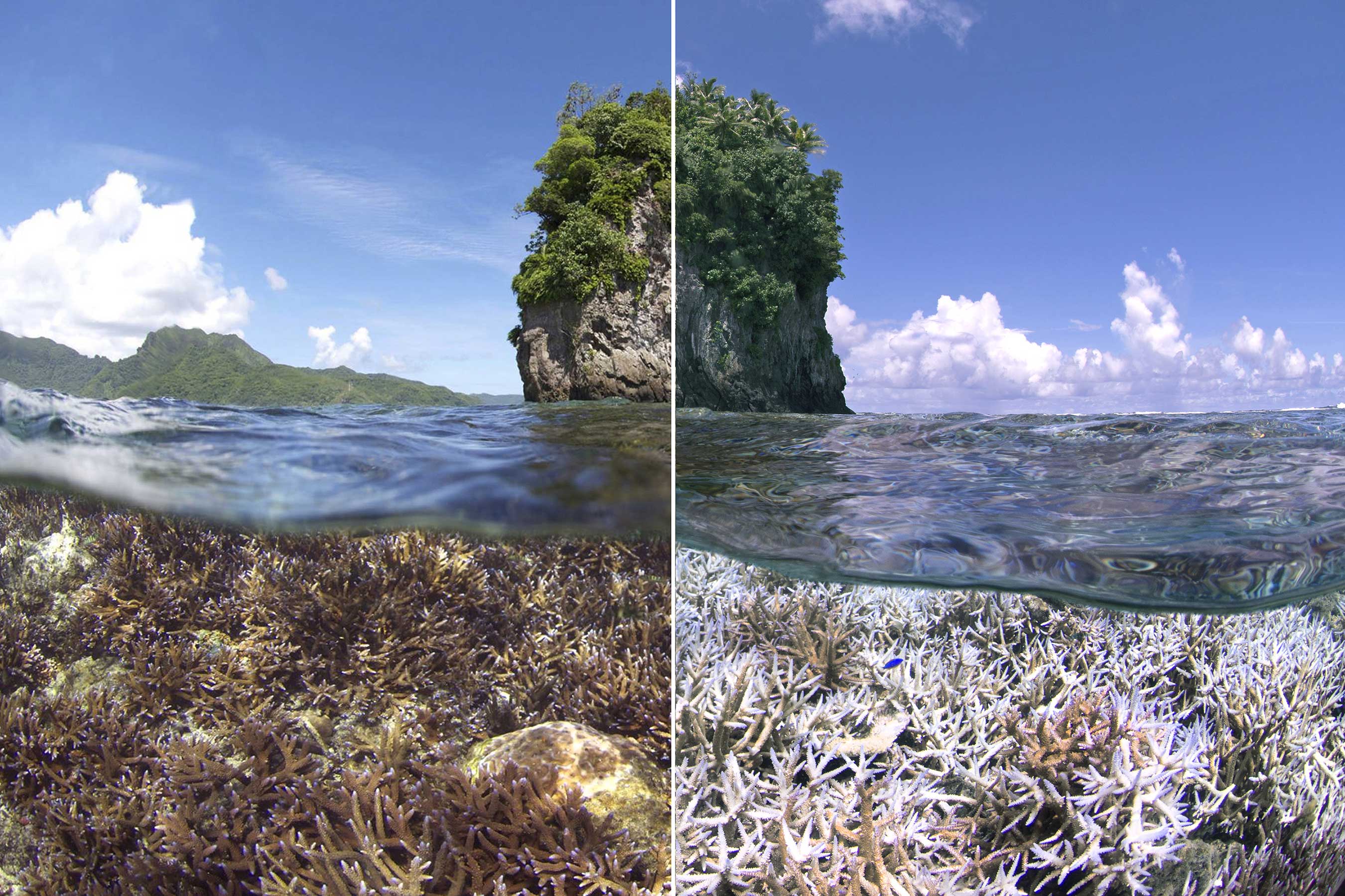 A before and after image of the coral bleaching in American Samoa. The first image was taken in December 2014. The second image was taken in February 2015.  The Ocean Agency / XL Catlin Seaview Survey / Richard Vevers and Christophe Bailhache