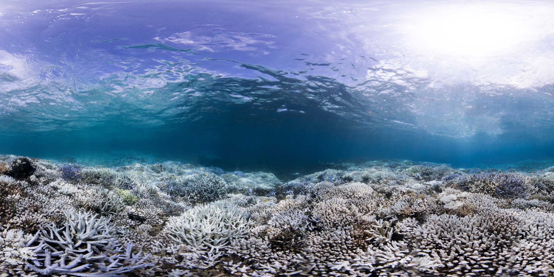 A panoramic image of coral bleaching in Okinawa, September 2016.  The Ocean Agency / XL Catlin Seaview Survey / Stephanie Roach