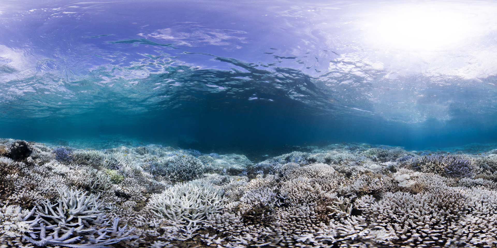 A Global Plan to Save Coral Reefs from Extinction