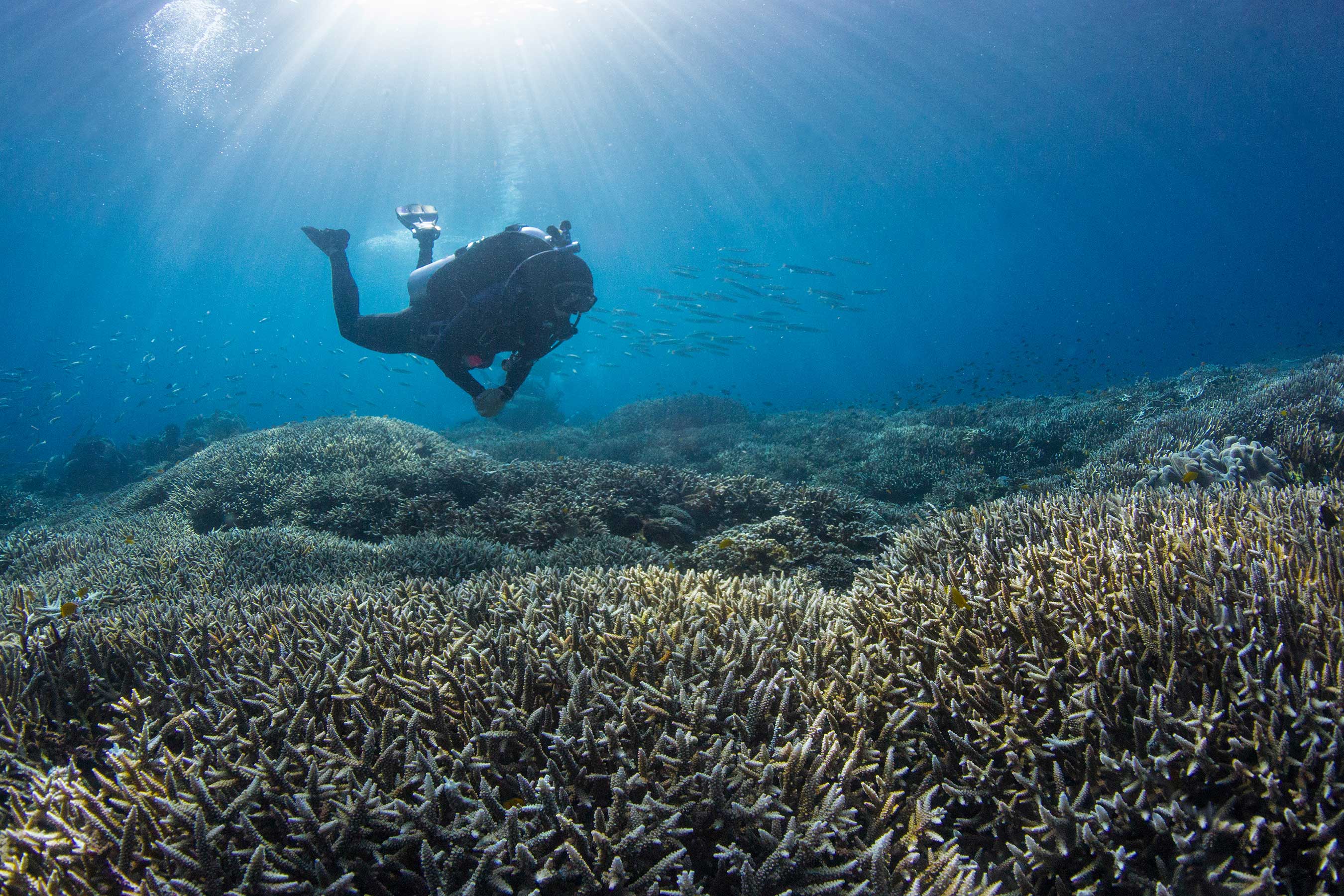 A diver swims over a healthy coral reef in Raja Ampat, Indonesia, December 2016.  The Ocean Agency / Richard Vevers
