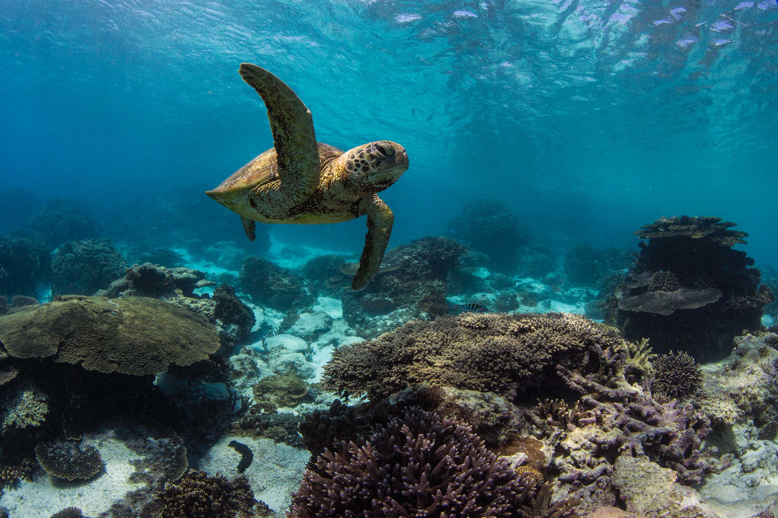 A turtle swimming over a healthy coral reef on the Great Barrier Reef, Lady Elliot, December 2016.  The Ocean Agency / XL Catlin Seaview Survey / Richard Vevers