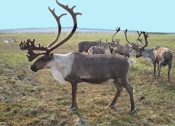 Mining communities prioritize sustainability practices and wildlife conservation. Caribous take precedence over Alrosa mine traffic.