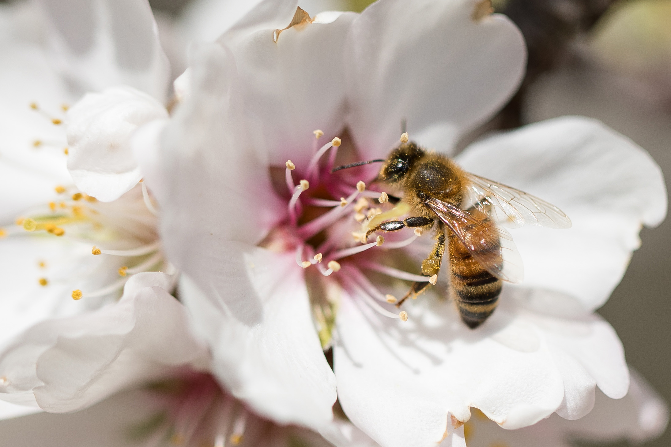 Pollinators support 1/3 of the world’s crops, including many ingredients used in Häagen-Dazs super-premium ice cream.