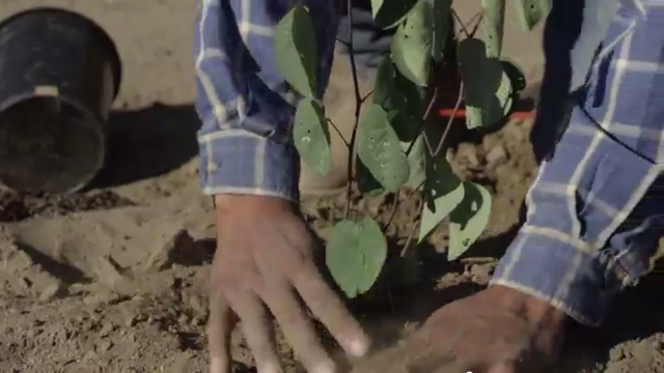 B-roll includes bees in action, hedgerow visuals, blooming almond trees and interviews with Eric Lee-Mäder (the Xerces Society), Alex Placzek (Häagen-Dazs) and Gene Brandi (American Beekeeping Federation).