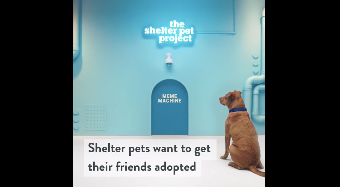 The Shelter Pet Project Launches New Social Paws Campaign To Raise  Awareness For Pet Adoption On National Adopt A Shelter Pet Day