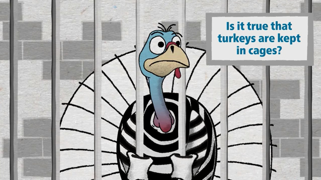 Talking Turkey: Seeing through the Myths on Cages, Factory Farms and Antibiotics