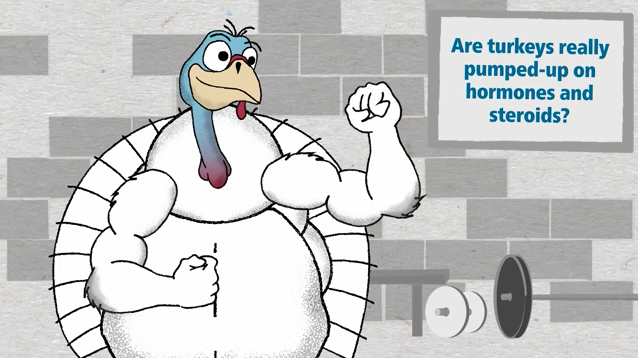 Turkeys grow healthy, feeding on their corn and soybean diet with vitamins and minerals. Steroids cannot be used - and hormones cannot be added, either. Adding steroids or adding hormones to poultry is against federal law. They are also not needed.