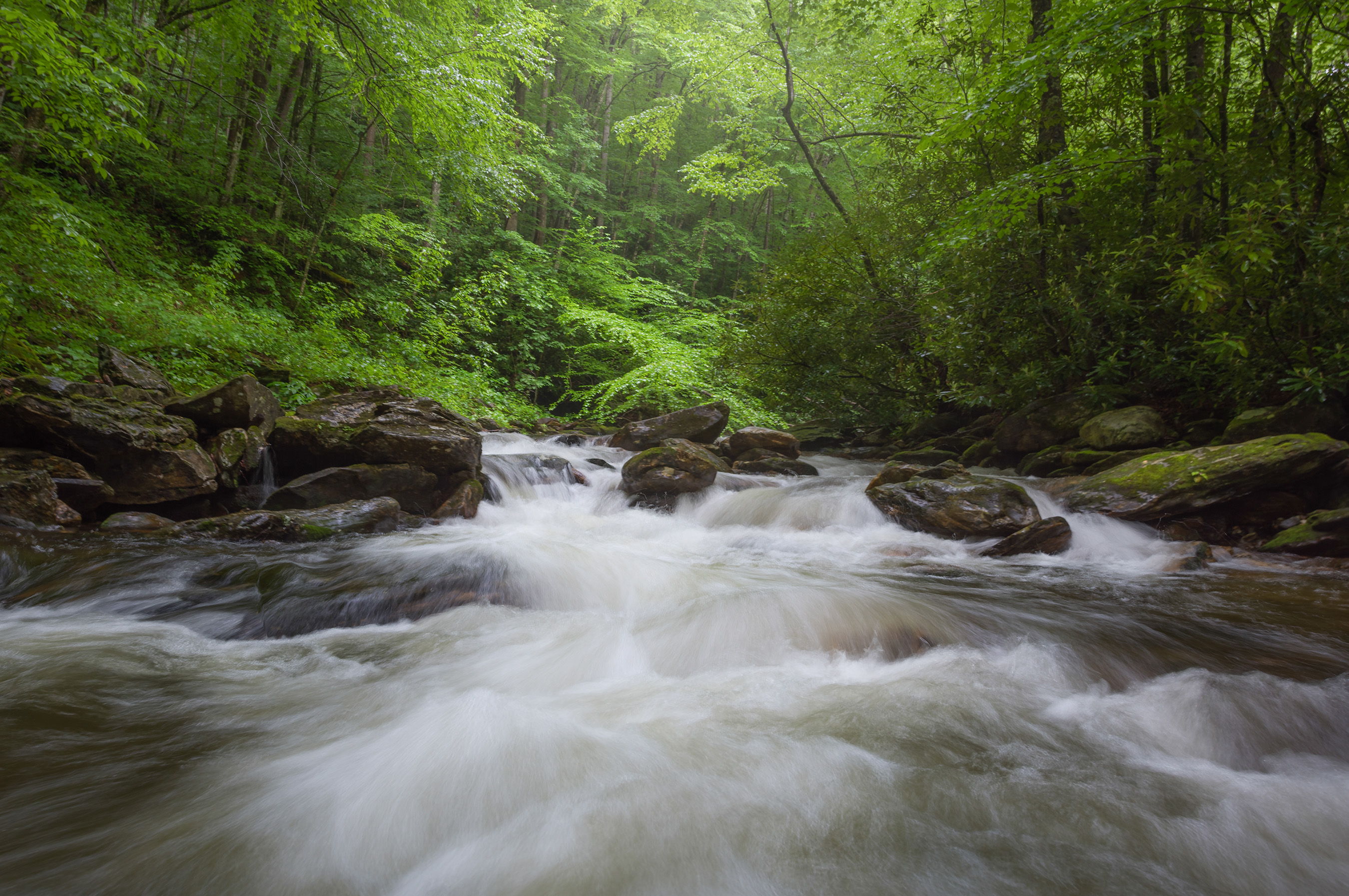 The Pisgah National Forest located in the Southern Appalachian Mountains is one of many wilderness areas that have benefited from the partnership between The Wilderness Society and The Dreaming Tree Wines. Photo Credit: Mason Cummings, The Wilderness Society.