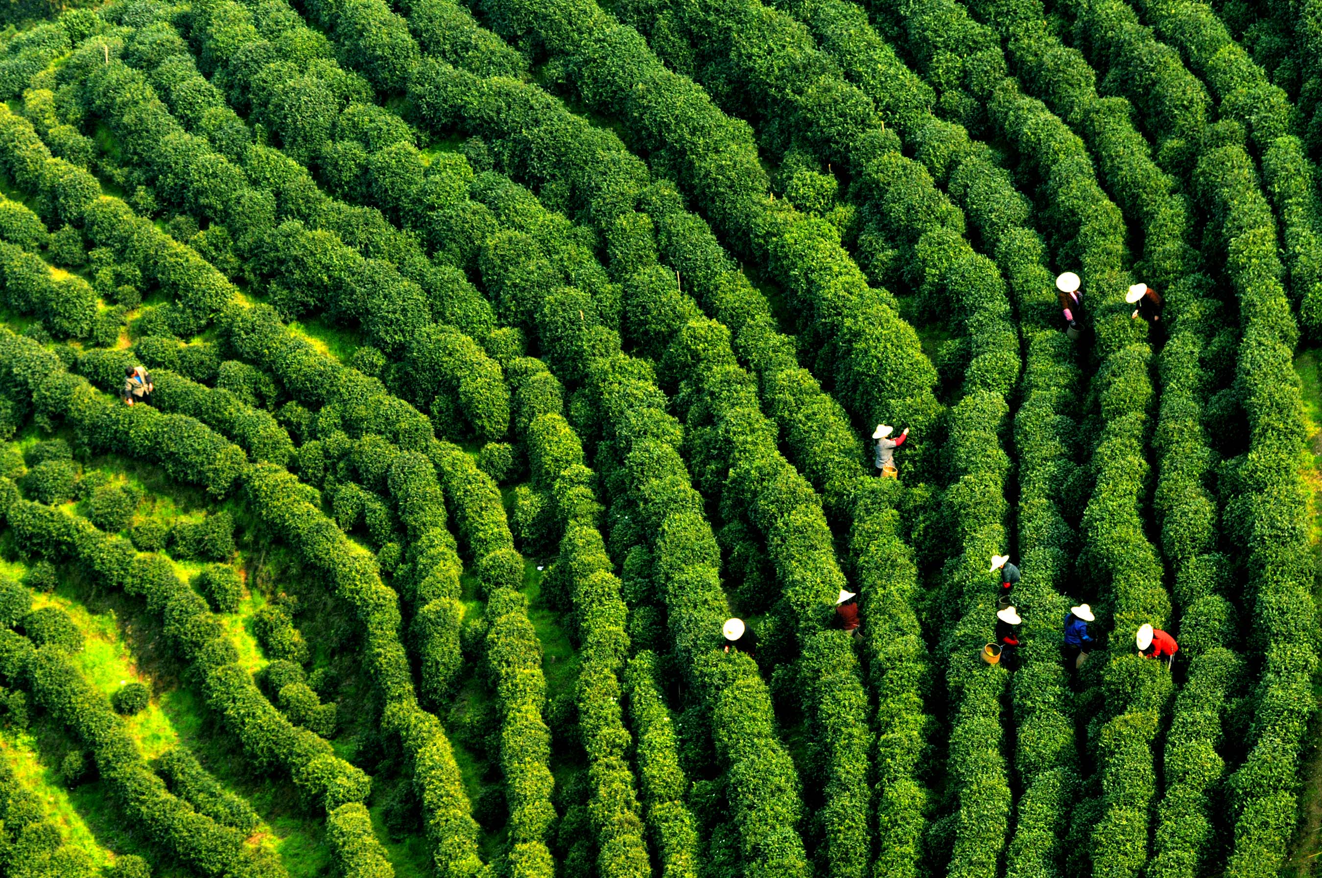 Dragon Well Field, where the best known green tea in China is harvested