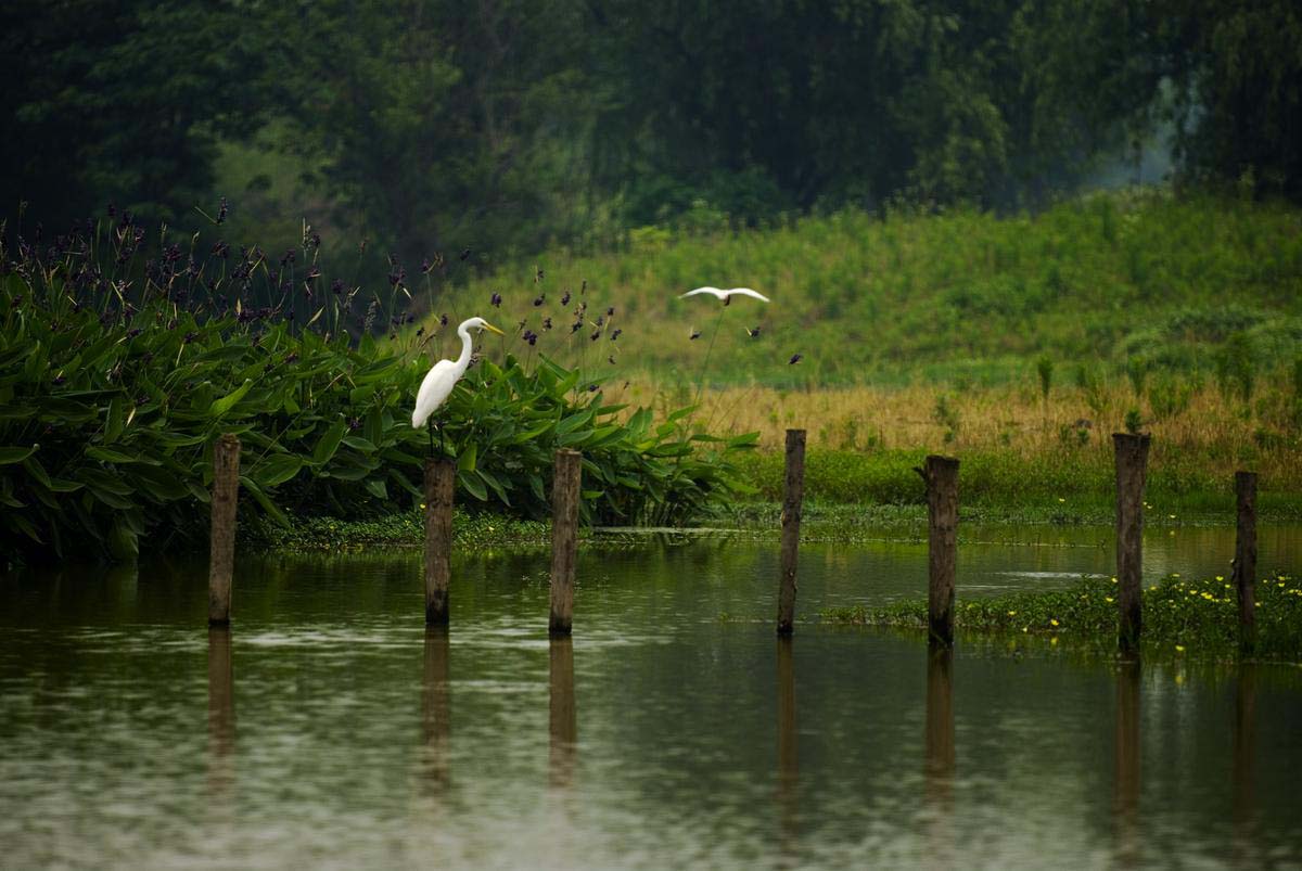 Xixi Wetland, home to plenty of rare birds