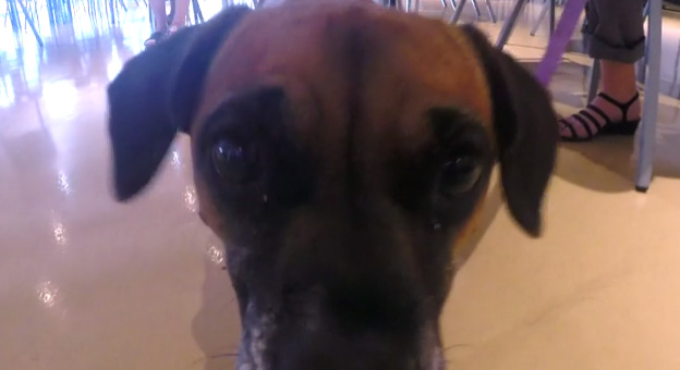 Charlee’s Tales: Meet the Creators