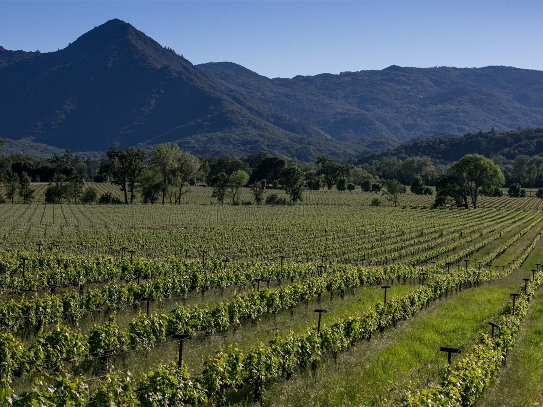 Fetzer Vineyards farms nearly 1,000 acres organically in Mendocino, California