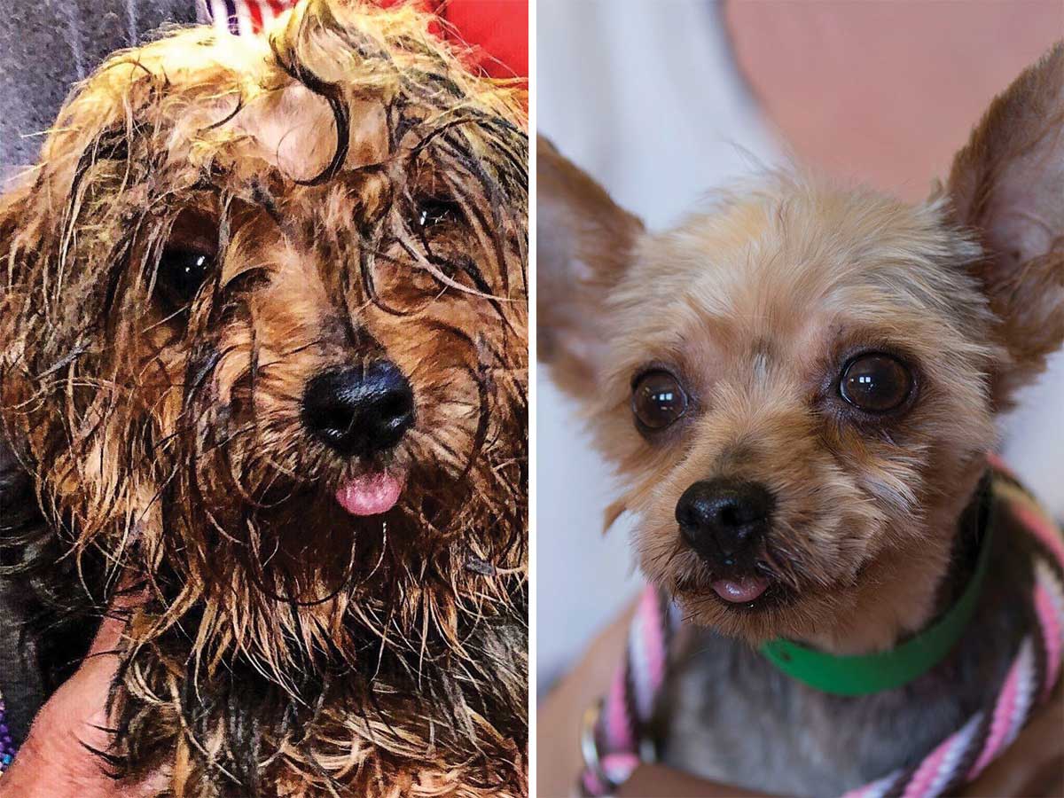 Apollo was used as a breeding dog in a puppy mill for seven years. He lived in a wire cage, where he suffered from the summer heat and winter cold and had deteriorated into a filthy mess. Thankfully, Apollo was rescued along with 53 other dogs. After a warm bath, a precious Yorkie emerged and Apollo quickly captured the hearts of a forever family.