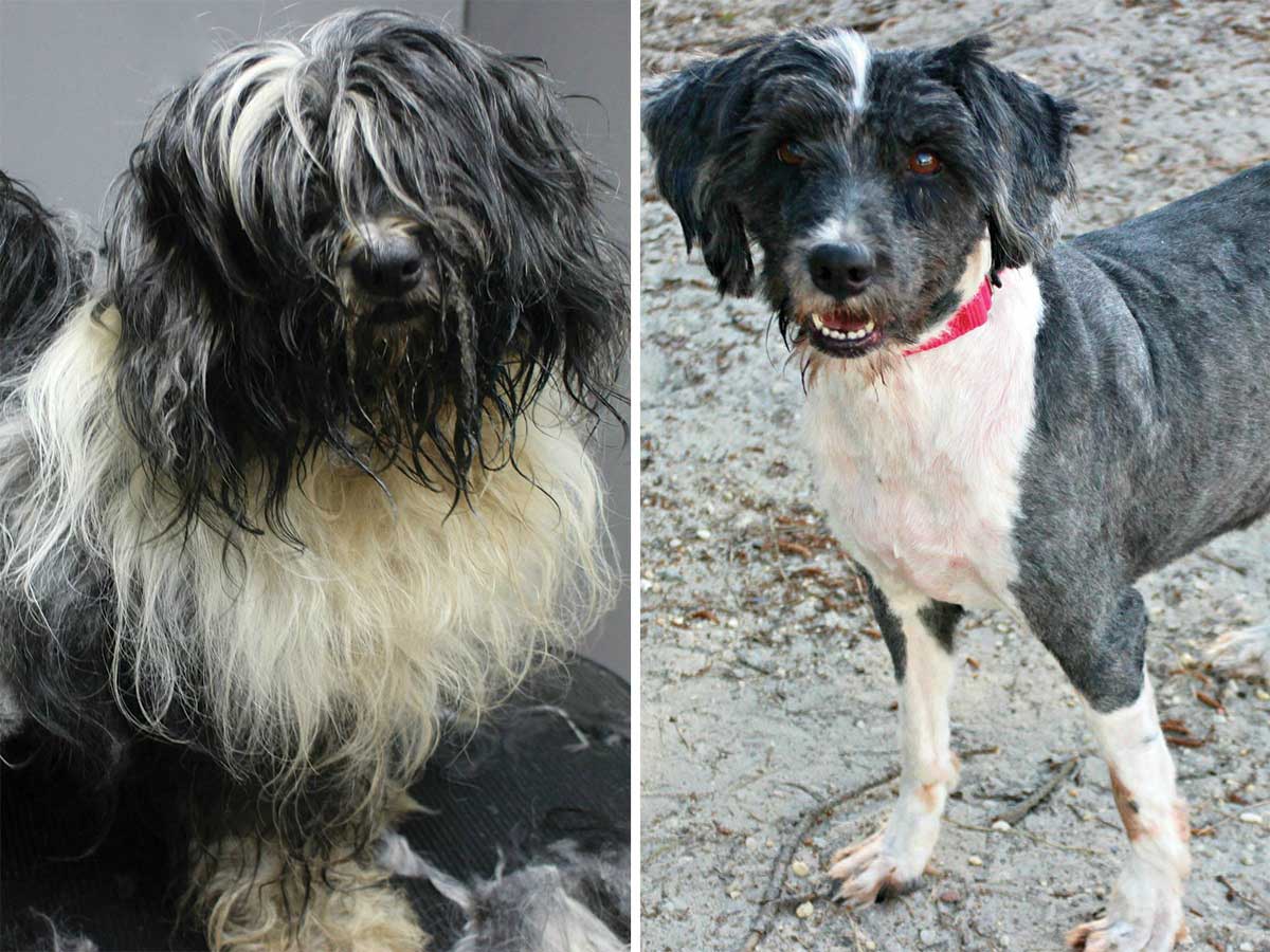 Banjo was found living in a car with his homeless owner. He was rescued after being trapped in the car with the windows up on a 95 degree day. Old injuries and ticks lurked beneath all his matted fur, but once he was cleaned up he yipped with delight.