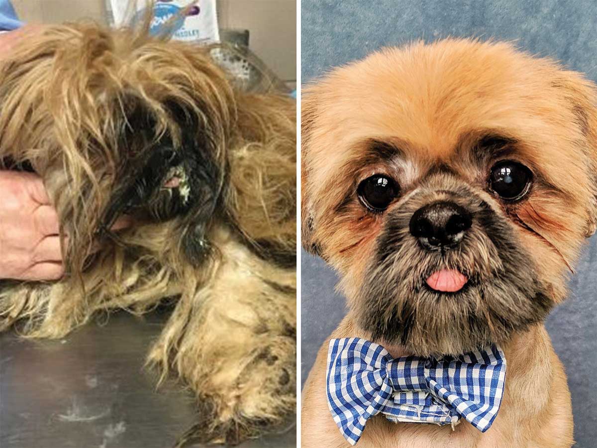 Buffalo Bill was one of 17 Shih Tzu rescued from a hoarder. He was so matted he could hardly walk or see, but he still maintained a sweet personality. After his grooming, however, he truly blossomed getting attention by dancing around. It’s no surprise he was adopted within hours of being available.
