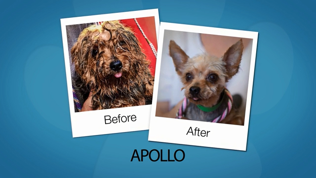 To promote the power of grooming and to support pet shelters nationwide, Wahl is launching the seventh annual Dirty Dogs Contest. Ten of the most dramatic makeovers were chosen, and votes determine the winner.