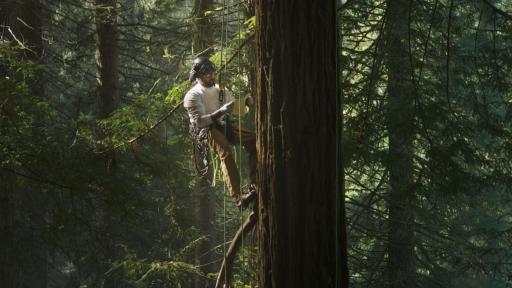 Man climbing on ropes in a huge tree