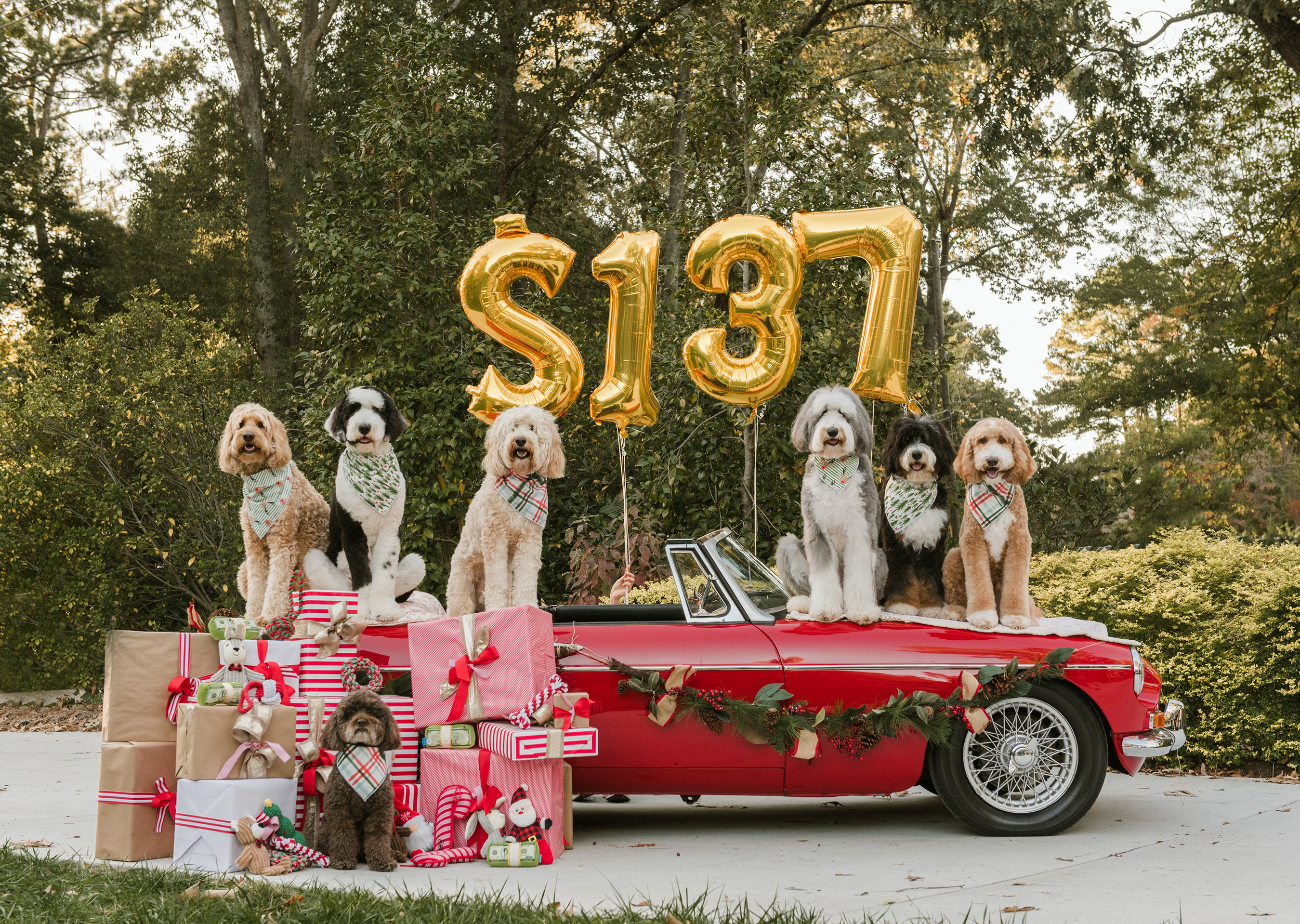 Half of Americans are planning to drop money on their pets this holiday season, spending an average of $137 on their four-legged family members. Photo credit: That Dood Squad, LLC