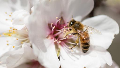 Bee in the center of an almond flower.
