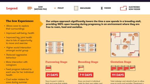 Infographic of Maple Leaf Foods’ Advanced Open Sow Housing system.