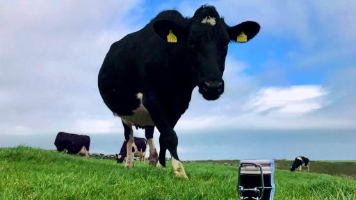 Five Farms Irish Cream bottle and cow