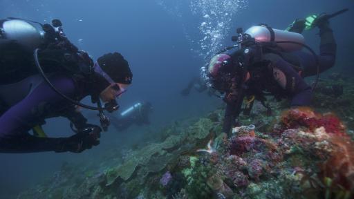 Two men scuba diving on the coral reef.