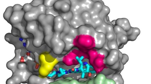 AMG 510 bound to KRASG12C. The yellow region depicts where AMG 510 covalently attaches to the KRAS protein.