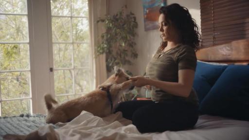 theshelterpetproject org search