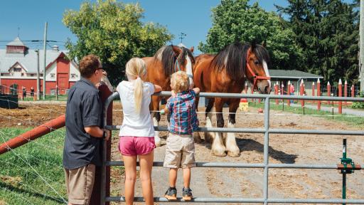 Family looking at horses
