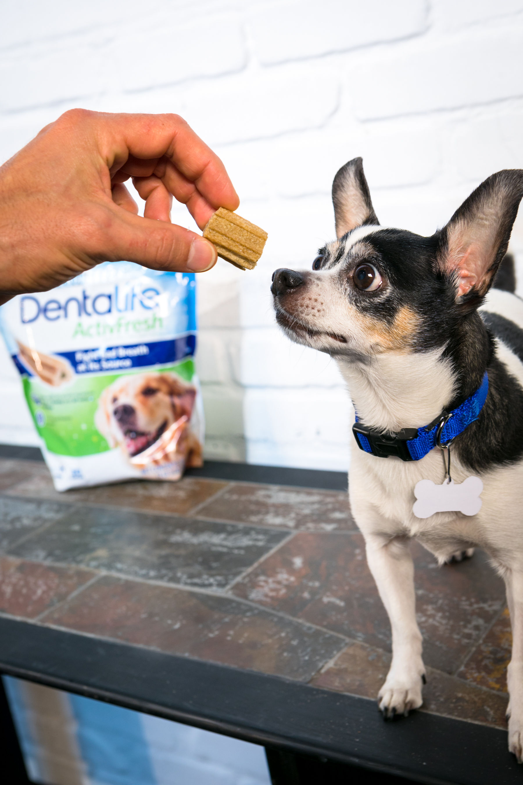 Well-known veterinarian and host of Animal Planet’s “Evan Goes Wild,” Dr. Evan Antin gives his dog Henry new Purina DentaLife ActivFresh; a scrumptious chew made with an active-ingredient blend of honey and natural spirulina that has been scientifically tested to fight bad breath at the source.