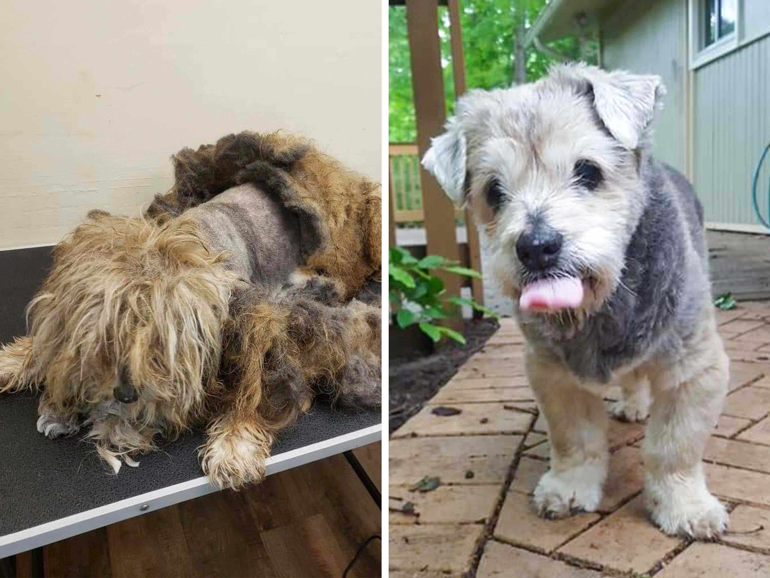 Arlo Was Found By The Side Of A Country Highway. He Was Taken To The Local Shelter Where He Was Quickly Groomed To Remove Painful Mats. His Rescuers Don&Rsquo;T Know Much About His Life Prior To His Rescue, But At About 10 Years Old, It Was Clear He&Rsquo;D Had A Long Rough Road. While Arlo Has Vision And Hearing Issues He&Rsquo;S Been A Great Cuddle Companion To His Foster Family. Although Arlo Is Thankful To Now Be Safe, Clean And Cared For, He&Rsquo;D Love A Family Of His Very Own.