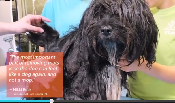 To demonstrate the influence grooming can have on dog adoption, Wahl is launching the eighth annual Dirty Dogs Contest. Ten dramatic shelter dog makeovers were chosen, and votes will determine the winner.