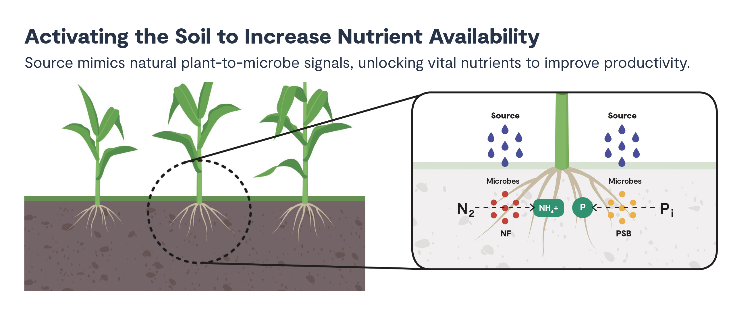 Source(tm) helps growers maximize crop performance by activating nutrients that already exist in the field.
