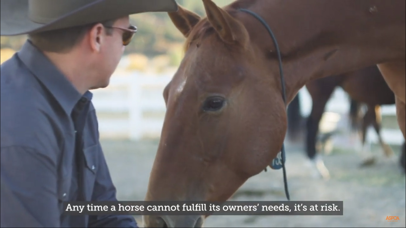 Play Video: Celebrating Our Equine Adoption Initiative