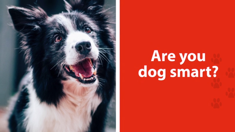 Are you dog smart? Get answers today at BeDogSmart.org.