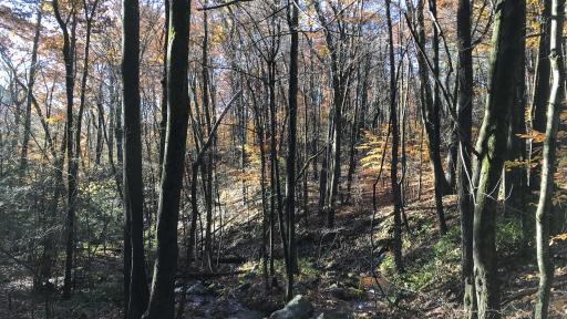 Maple Leaf Foods is investing in a forestry project called the Massachusetts Tri-City Forestry Program, a joint Improved Forest Management project on 17,000 acres of public forestland in central Massachusetts.