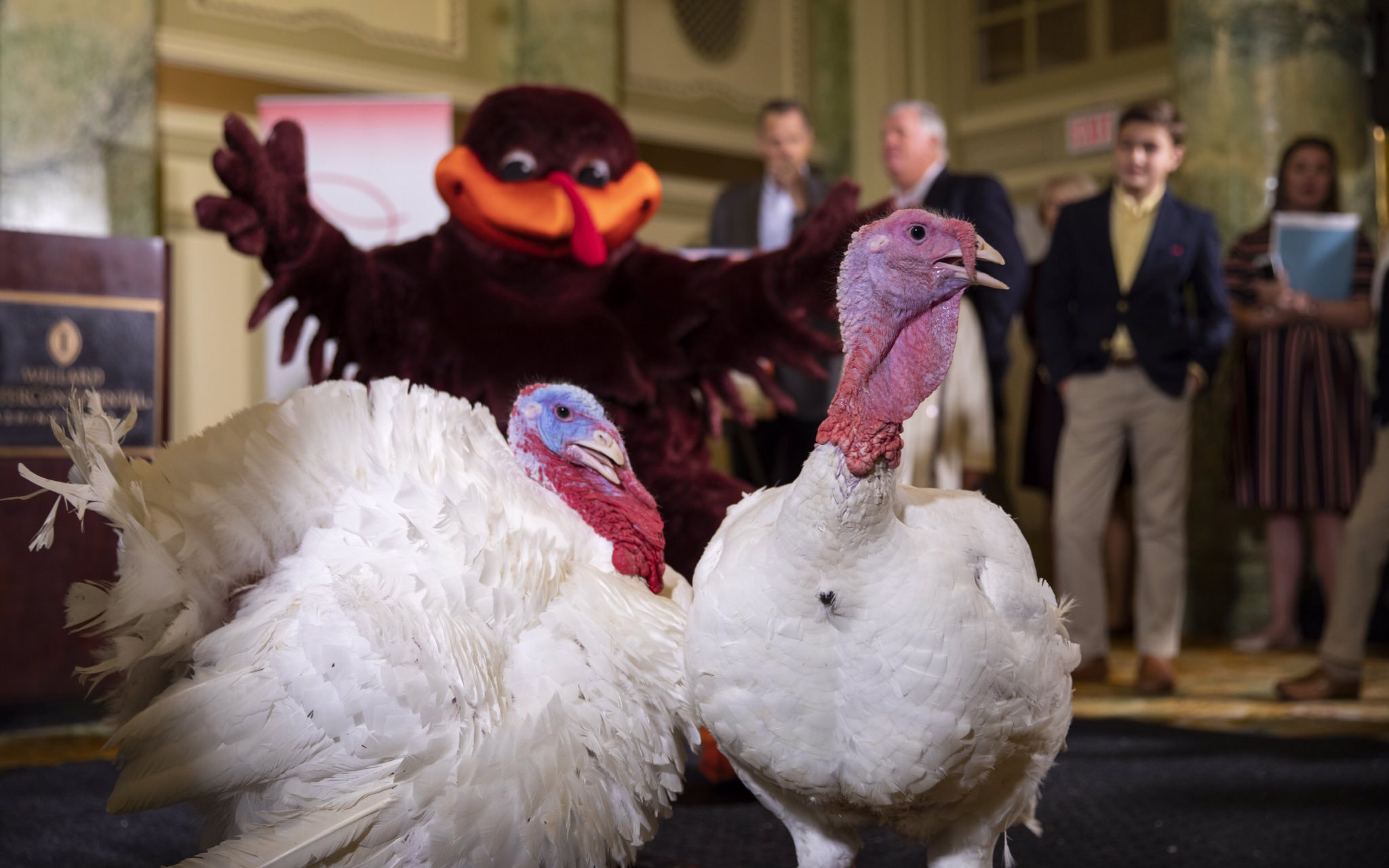 Bread and Butter meet the HokieBird and the public at their press conference. Photo Credit: Virginia Tech